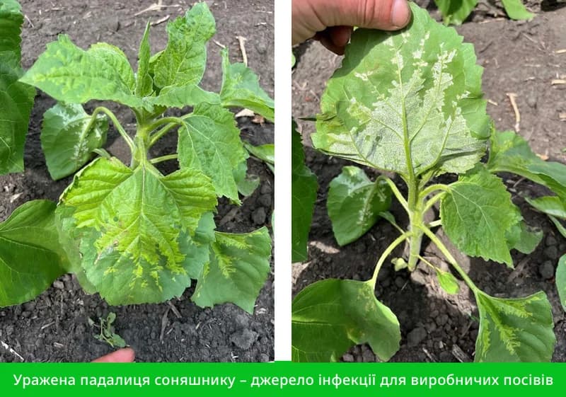 Protection of Sunflowers from Diseases