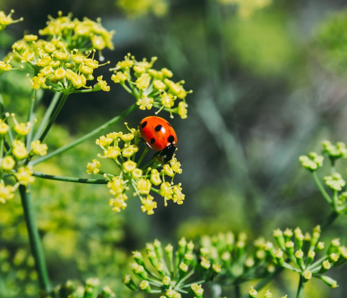 7 Companion Plants to Deter Pests in Your Vegetable Garden