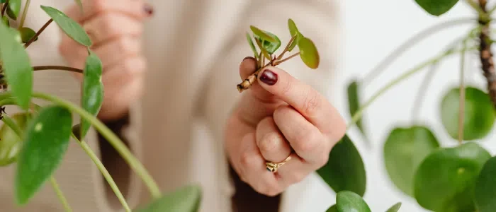 Cutting Calendar: Techniques and Tips for Successful Plant Propagation