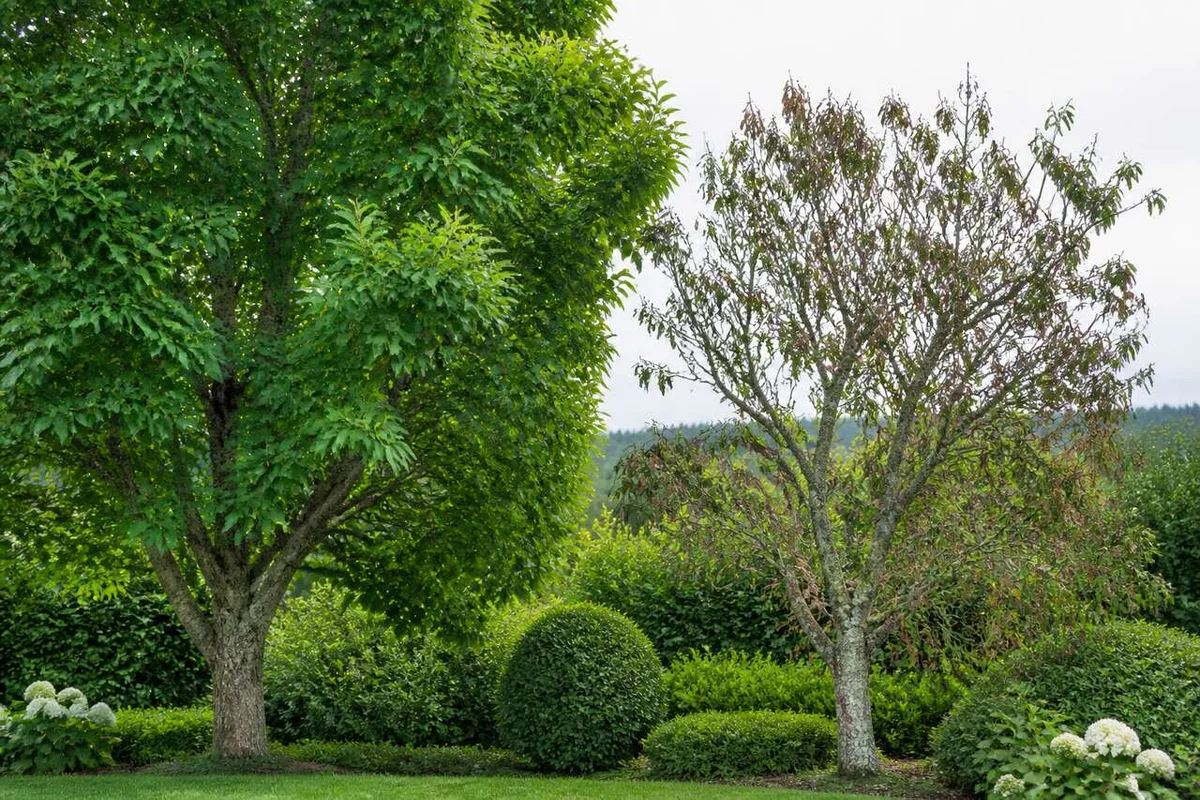 Identifying and Caring for Sick Trees: A Comprehensive Guide for Gardeners