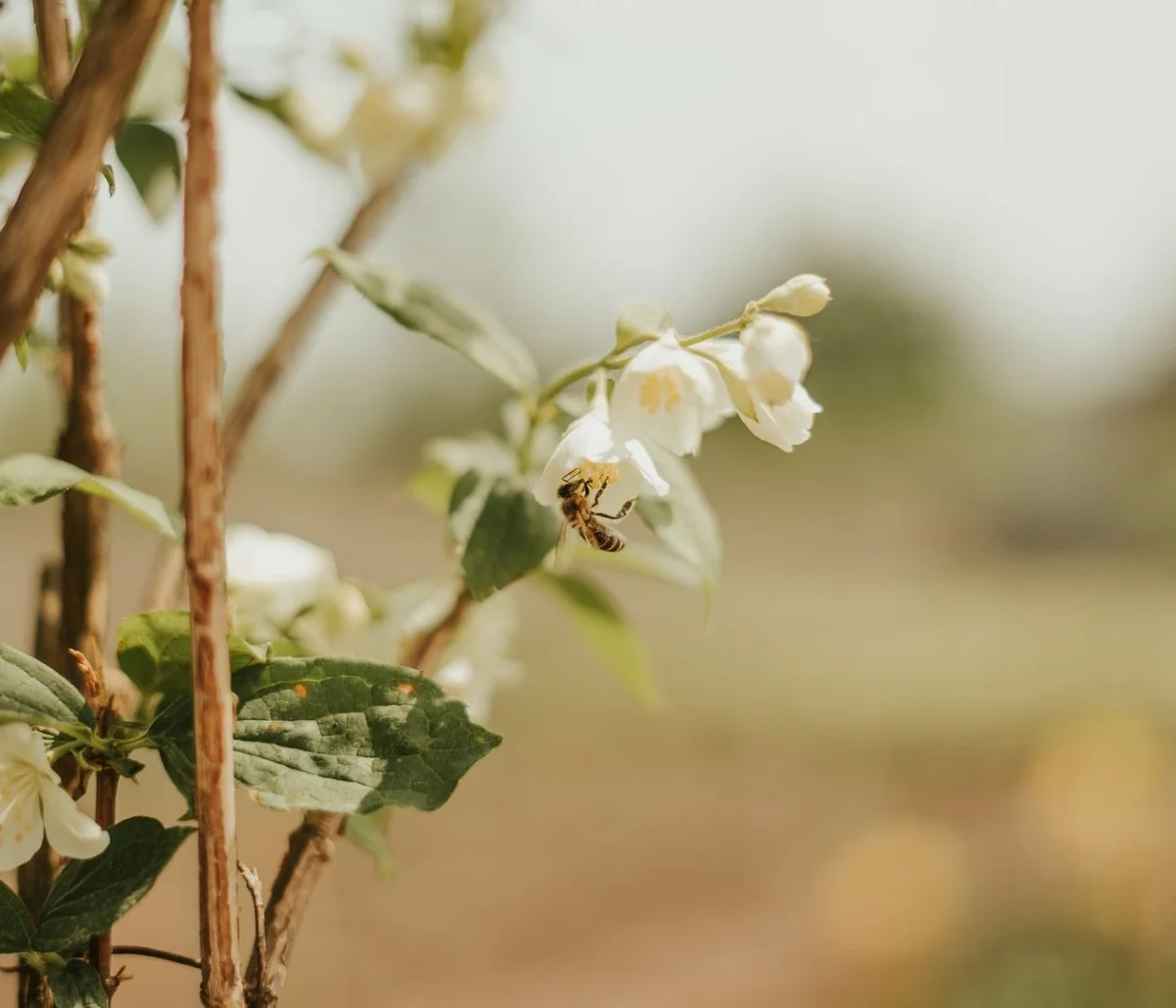 Top 12 Nectar-Producing Plants to Save Bees in 2026