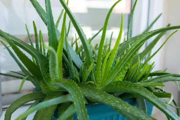 Exploring the Wonders of Aloe Vera
