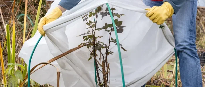 Winter Covering: Safeguarding Your Plants and Shrubs During Cold Months