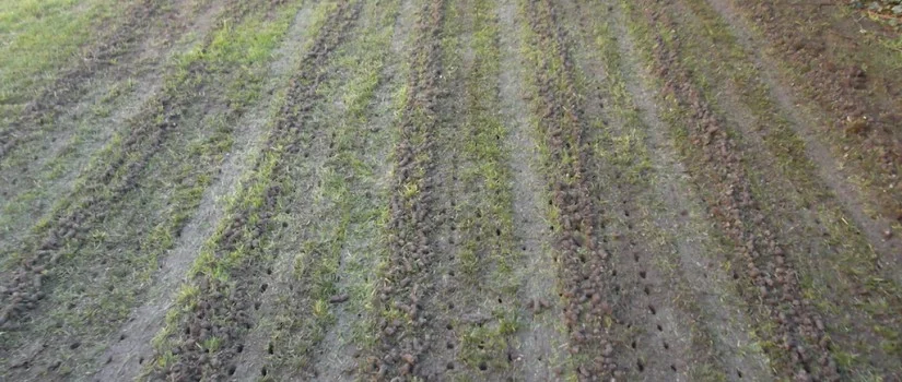 The Importance of Aerating Your Lawn