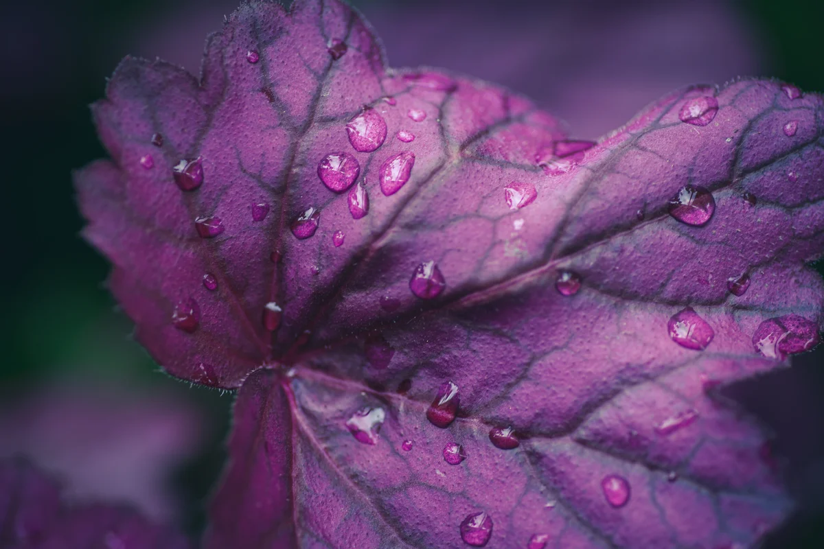 Ground Covers for Partial Shade – 10 Resilient Garden Plants