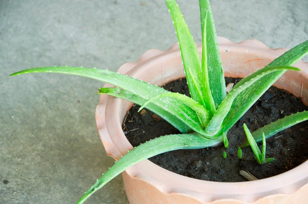 Aloe Vera: Essential Care Tips for Thriving Growth