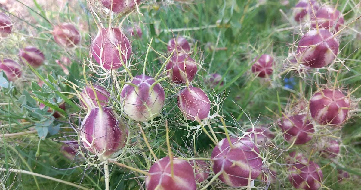 Exploring the Allure of Nigella Flowers