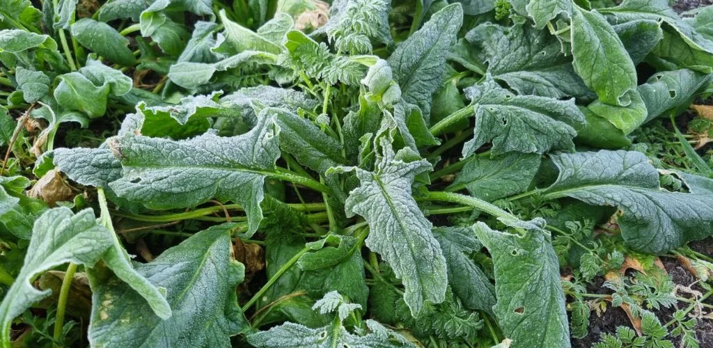 Understanding the Ice Saints: Dates, Risks, and Gardening Tips