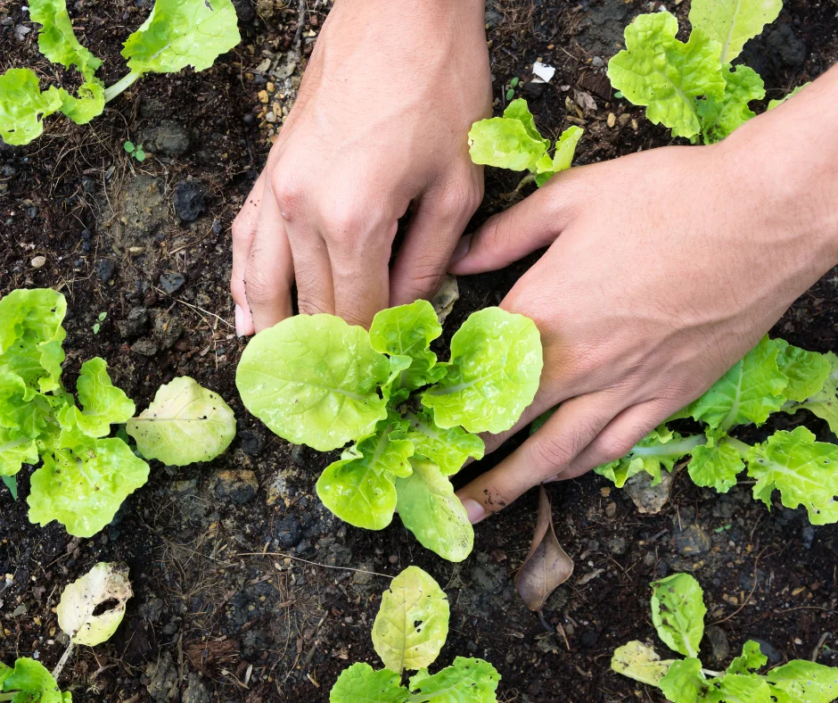 The Garden: A Lifelong Passion for Over 35 Years