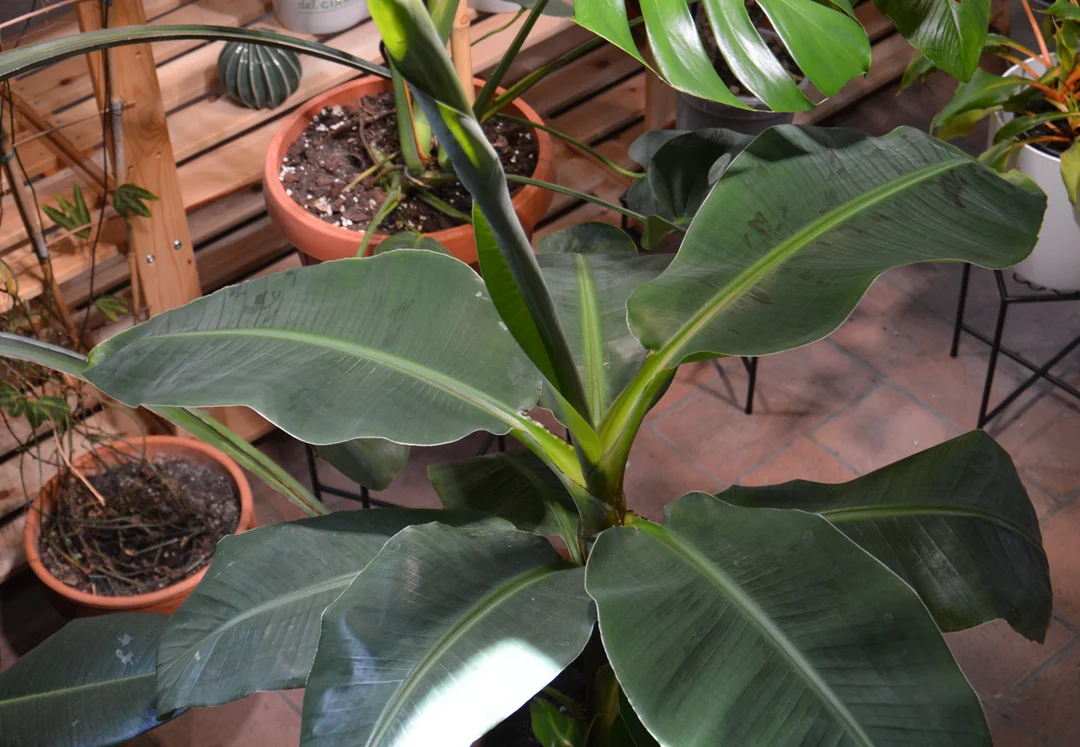 Musa acuminata 'Dwarf Cavendish' - Balcony Gardening