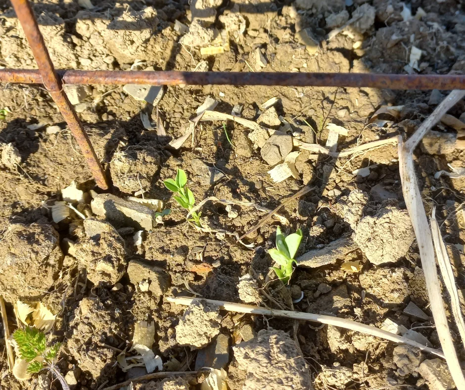 Understanding Seed Germination: Key Factors for Success