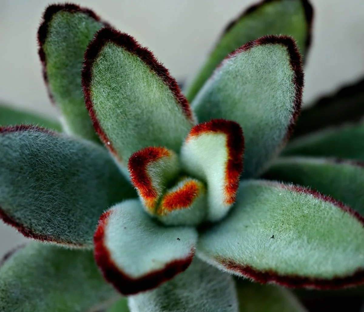 A Step-by-Step Guide to Repotting Fuzzy Succulents
