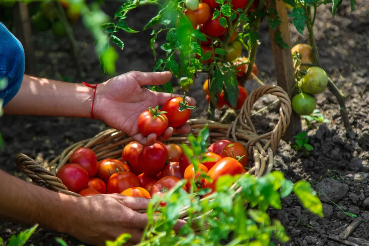 A Comprehensive Guide to Planting and Caring for Tomatoes for Bountiful Harvests
