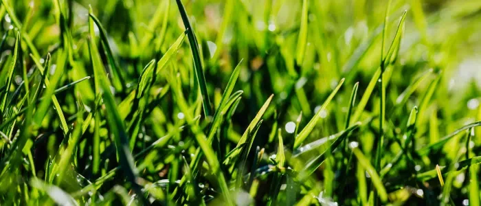 Summer Lawn Care: Tips for Maintaining a Healthy Turf