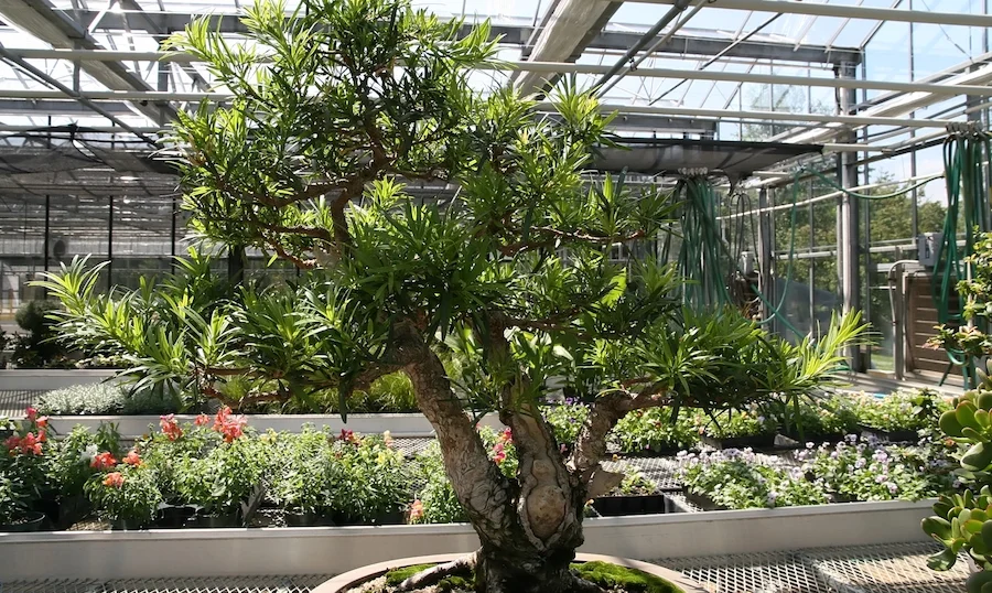 Bonsai Podocarpus: Care Guide for the Buddhist Pine