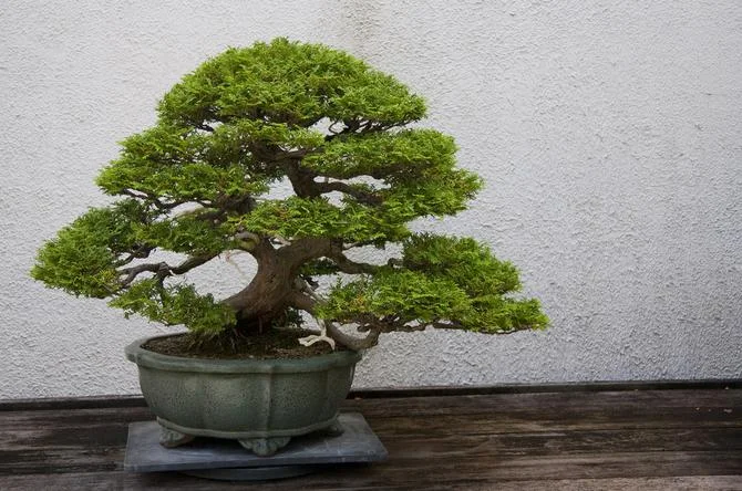Caring for Your Bonsai: Essential Tips for Indoor and Outdoor Maintenance