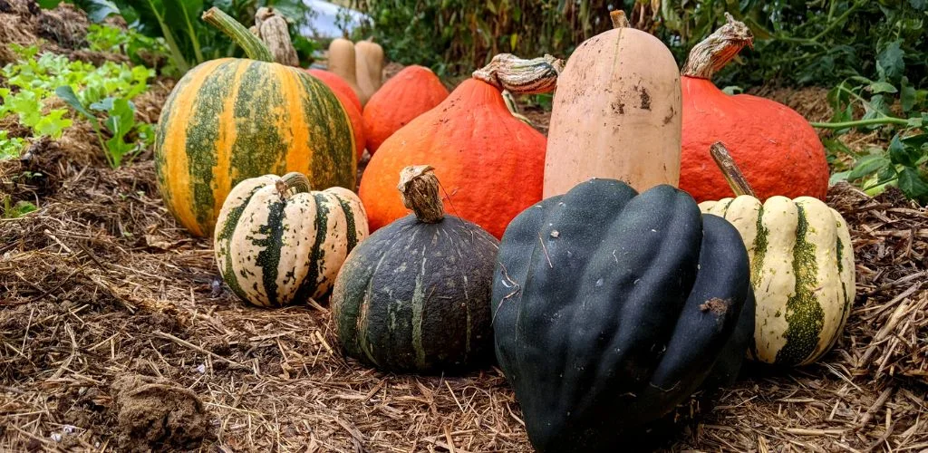 11 Squash Varieties to Try in Your Garden This Year!