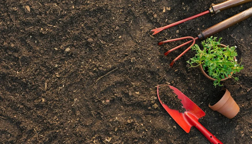 Rethinking Garden Weeds: A Fresh Perspective