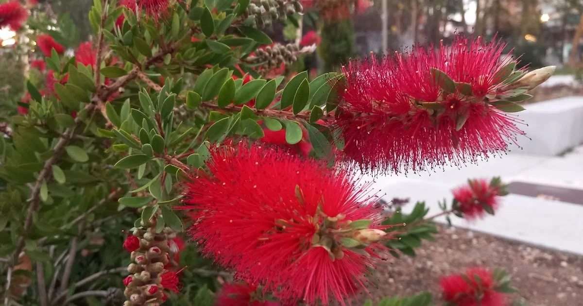 I admit it ... I also call it "Bottlebrush"