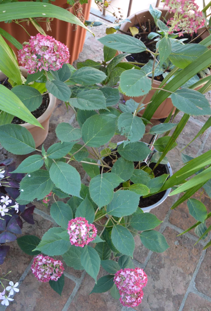 Hydrangea arborescens 'Ruby Annabelle' - Balcone Fiorito - The Gardening Blog