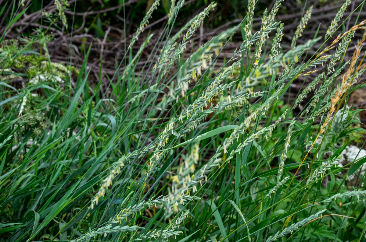 Managing Couch Grass: A Gardener's Guide
