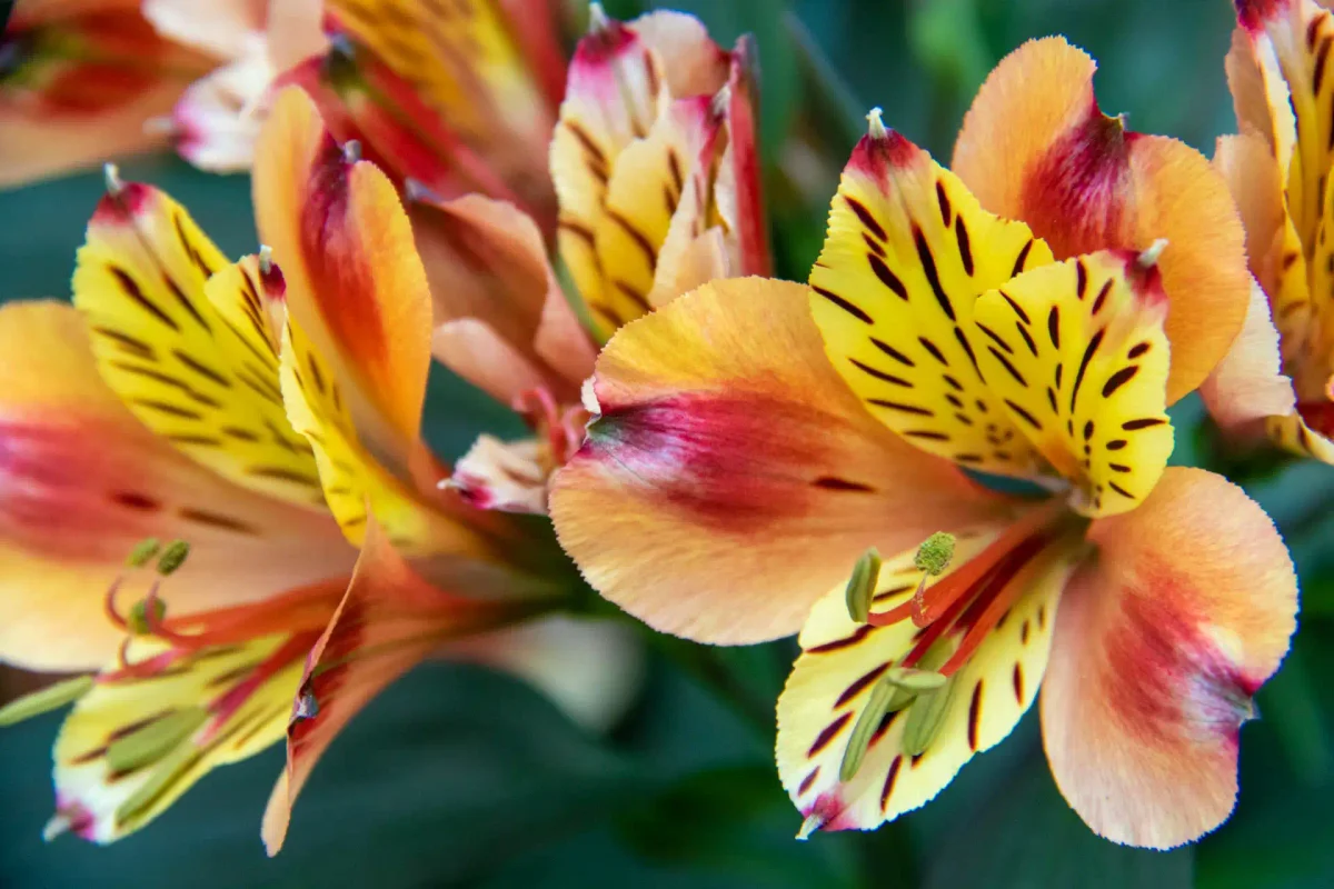 Understanding Yellow Leaves in Plants: Causes in Tomatoes and Orchids
