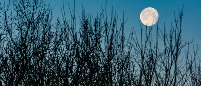 Gardening with the Moon in 2025