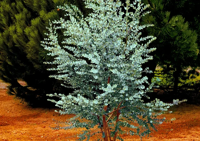 Cider Gum: The Round-Leafed Eucalyptus