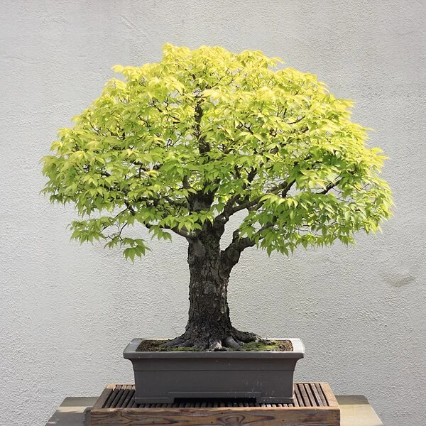 Caring for Your Zelkova Bonsai: A Comprehensive Guide