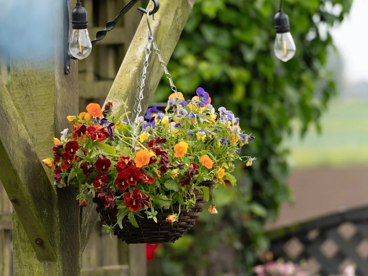 Elevate Your Gardening with Hanging Baskets
