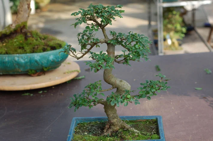 Bonsai Chinese Elm - Ulmus parvifolia - Care Guide