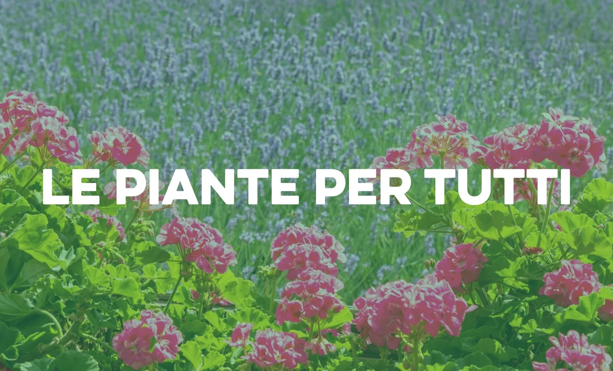 Perfect Plants for the Gardening Novice