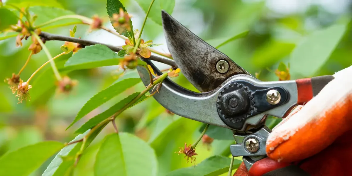 How to Choose a Tree Pruning Professional in Annecy: Essential Tips
