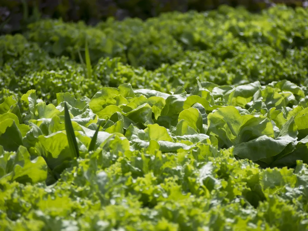 The Importance of a Planting Calendar for Your Vegetable Garden
