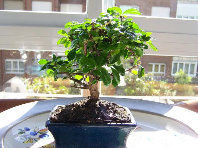 Caring for the Carmona Bonsai: A Comprehensive Guide