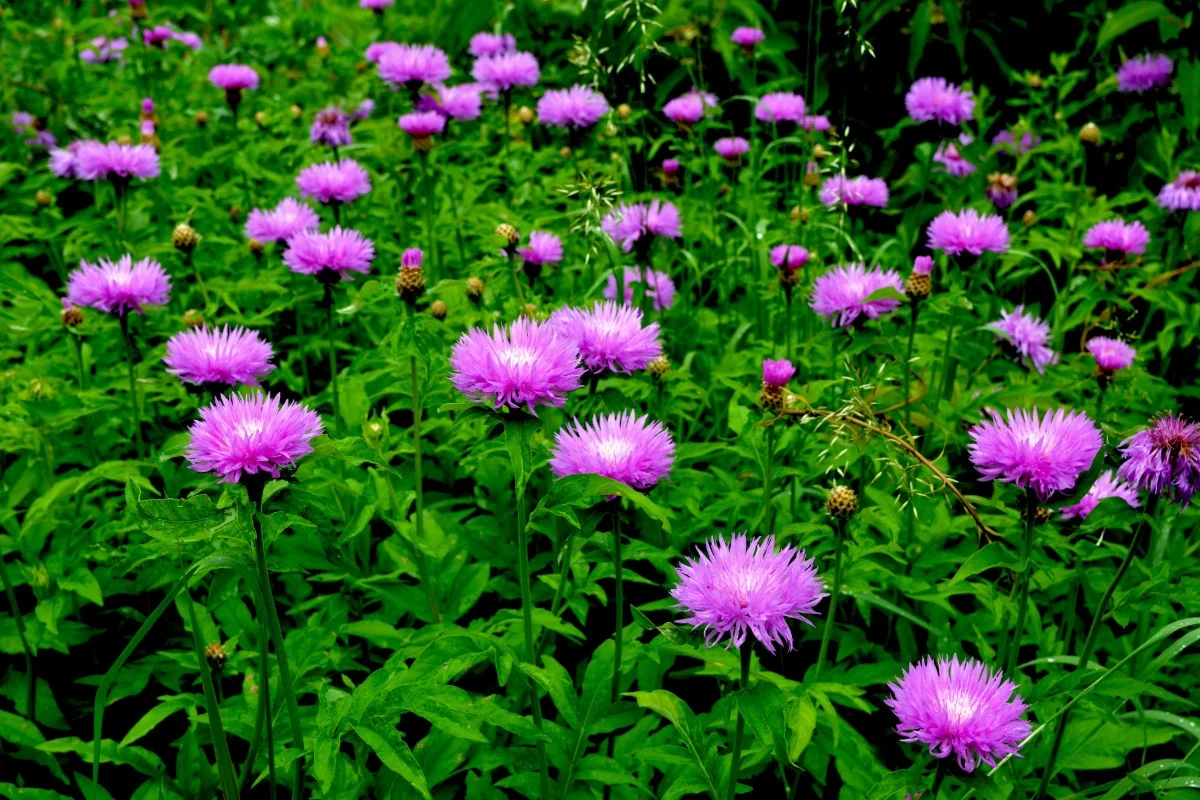Growing, Caring for, and Propagating the Two-Colored Flockenblume