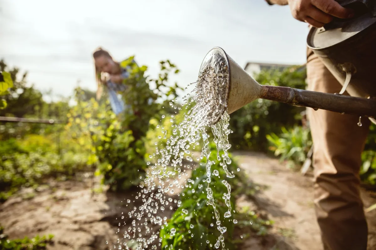 How to Conserve Water in Your Garden During Summer