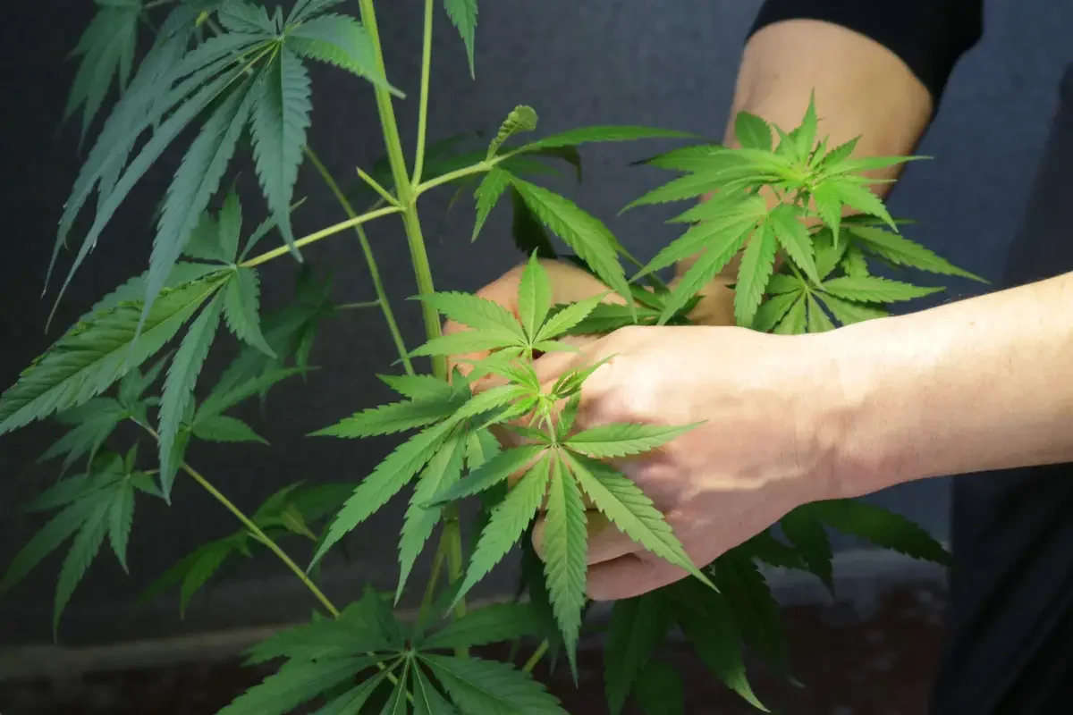 Successfully Rooting Cannabis Cuttings in Coconut Fiber