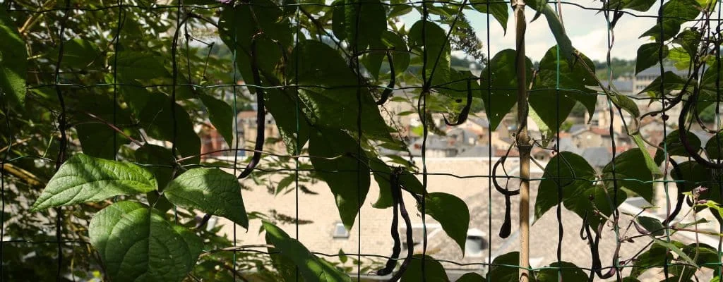 Beans: From Sowing to Harvest - A Comprehensive Guide