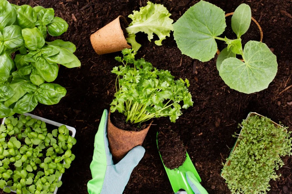 Essential Tools for a Well-Maintained and Functional Garden