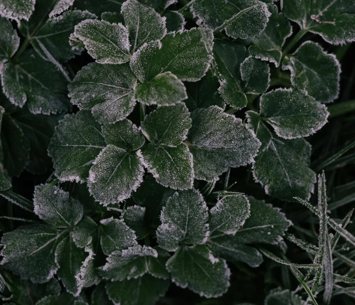 Cold-Resistant Plants: 7 Stalwarts for Winter Gardening