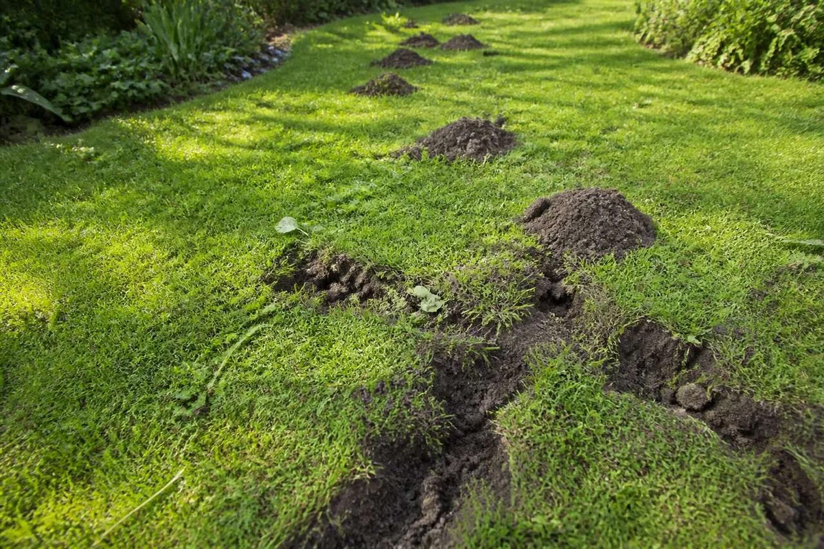 Effective and Natural Methods to Eliminate Moles from Your Garden