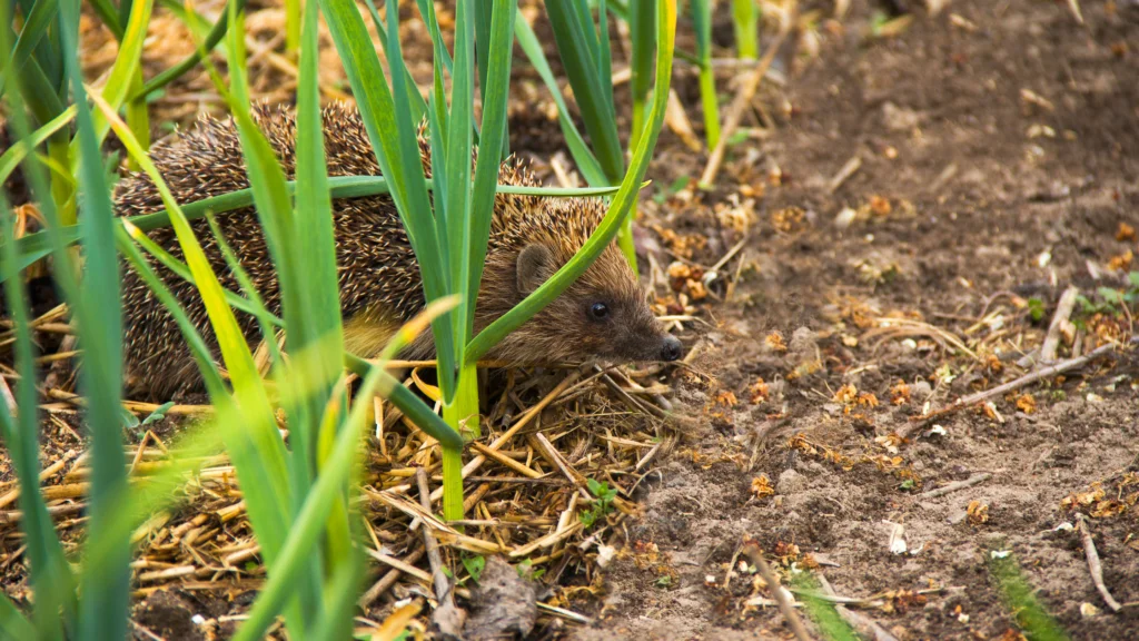 Protecting the European Hedgehog in Our Gardens!