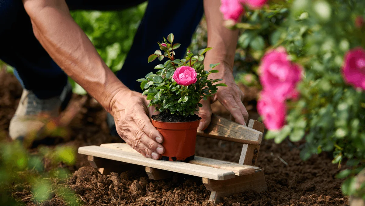 How to Transplant a Miniature Rose from Pot to Garden