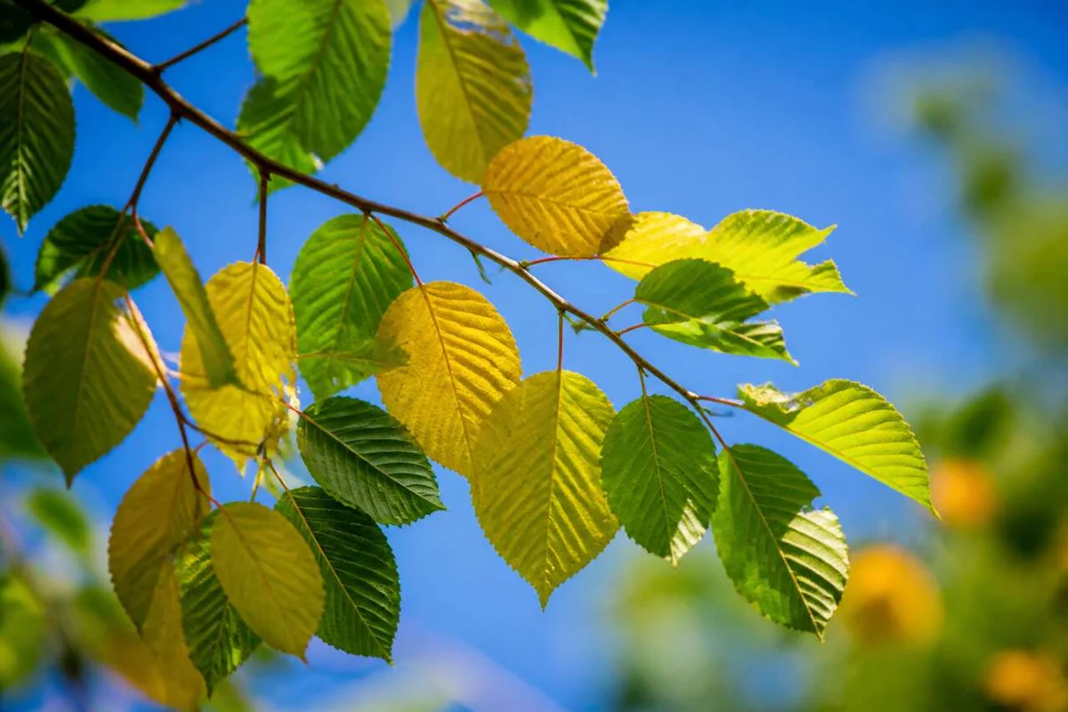 Understanding Why Your Plants Turn Yellow in Summer: Causes and Solutions