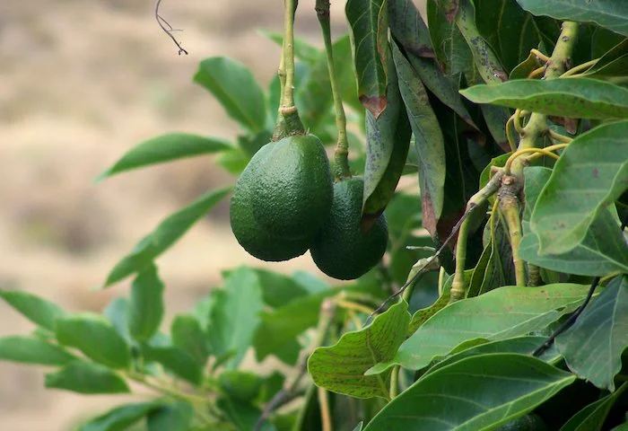 How to Grow an Avocado Pit