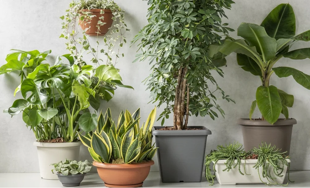 Kusumi Colors: The Trend Transforming Gardening Aesthetics