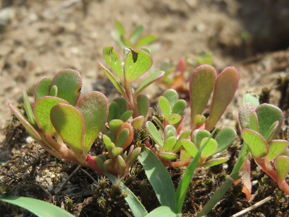 The Remarkable Health Benefits of Purslane You Should Know