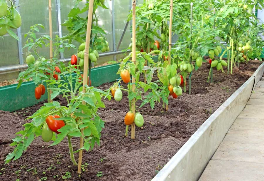 The Benefits of Tomato Houses for Enhanced Yields
