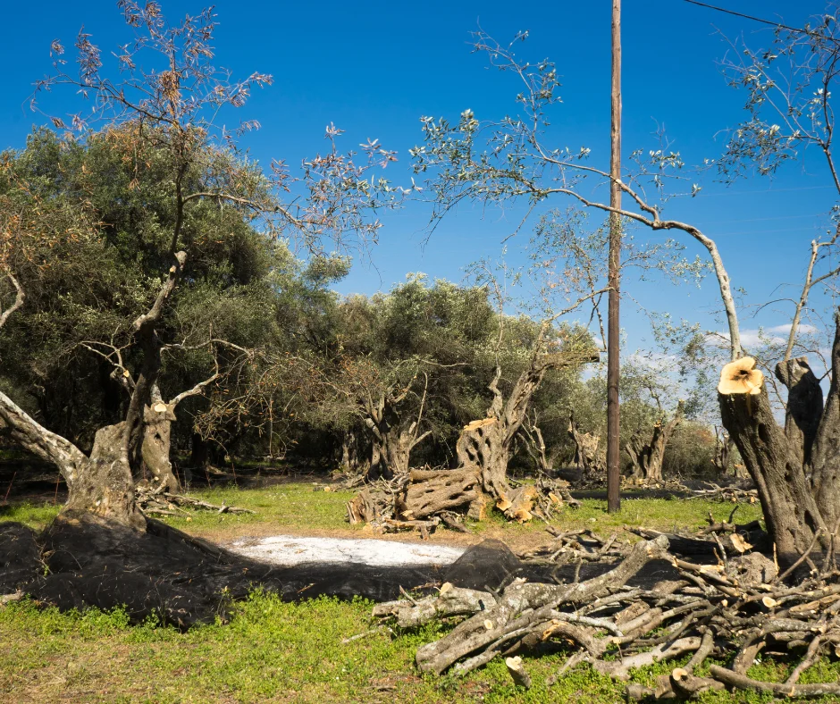 The Perils of Poor Olive Tree Pruning